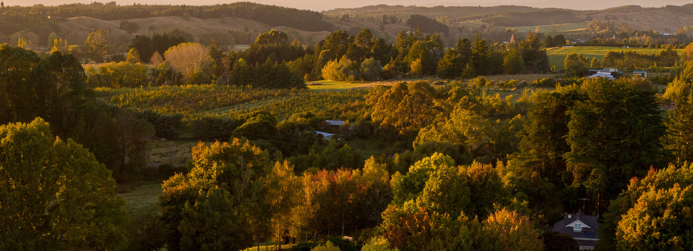 Overview of Neudorf vineyard